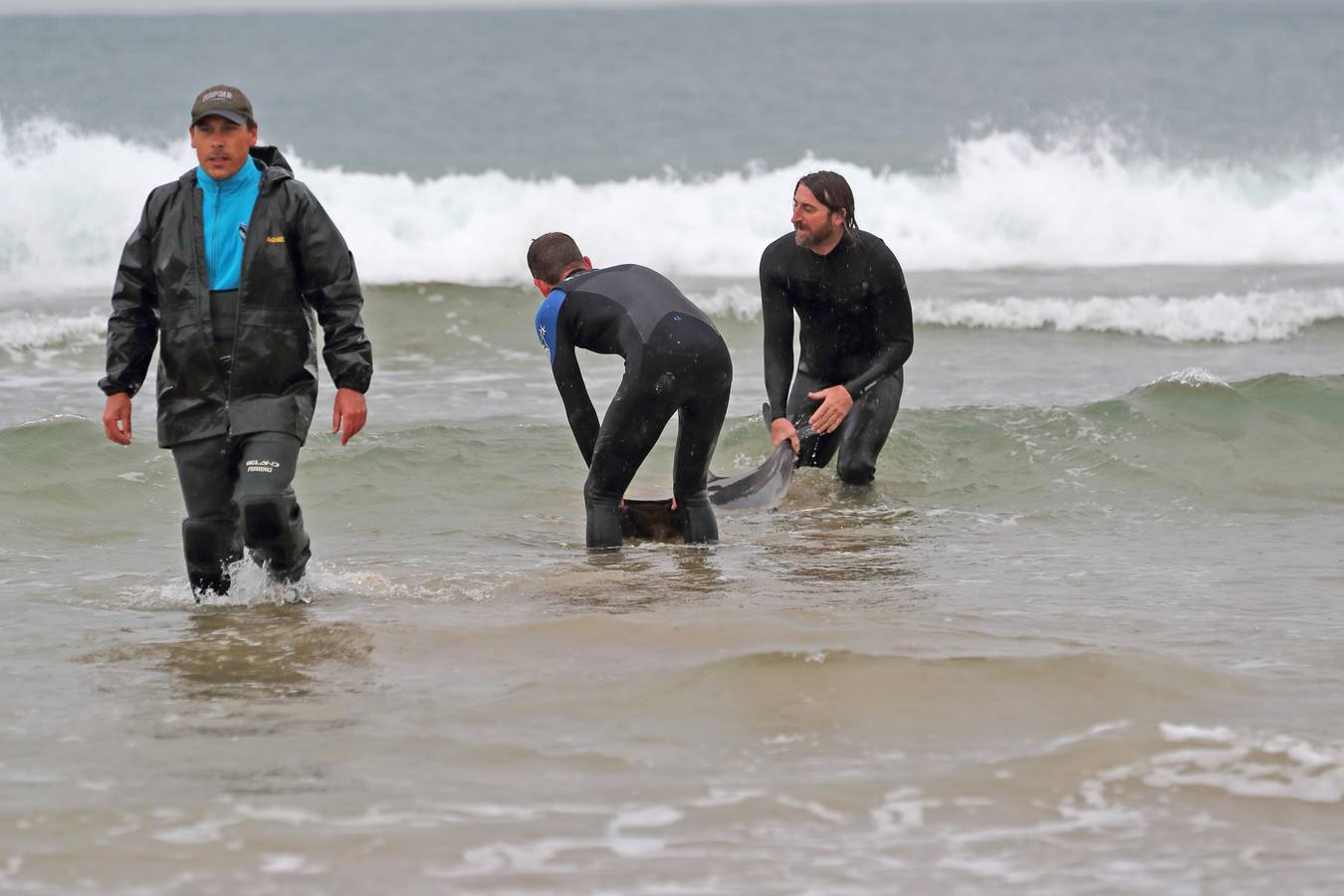 Pese a los esfuerzos de surfistas, voluntarios y agentes del Medio Natural sólo se ha podido devolver al agua con vida a tres de ellos