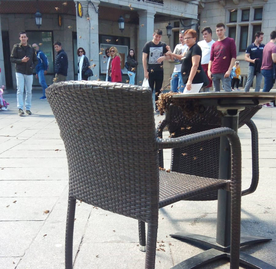 Fotos: Los bomberos retiran un ejambre de abejas posado bajo una mesa de terraza de la avenida del Acueducto.