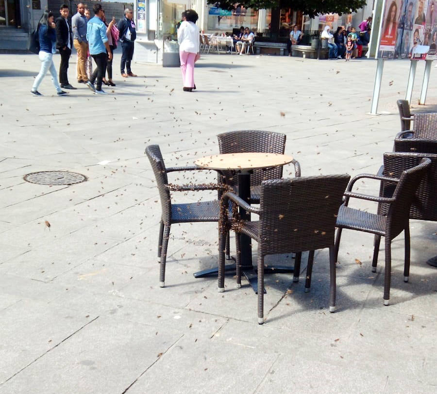 Fotos: Los bomberos retiran un ejambre de abejas posado bajo una mesa de terraza de la avenida del Acueducto.