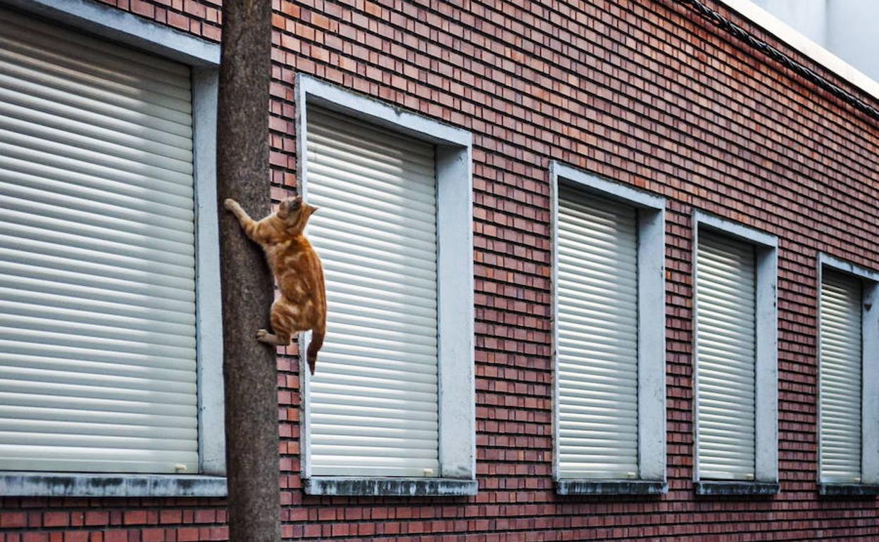 Un gato trepa por un árbol junto a un edificio de Valladolid.