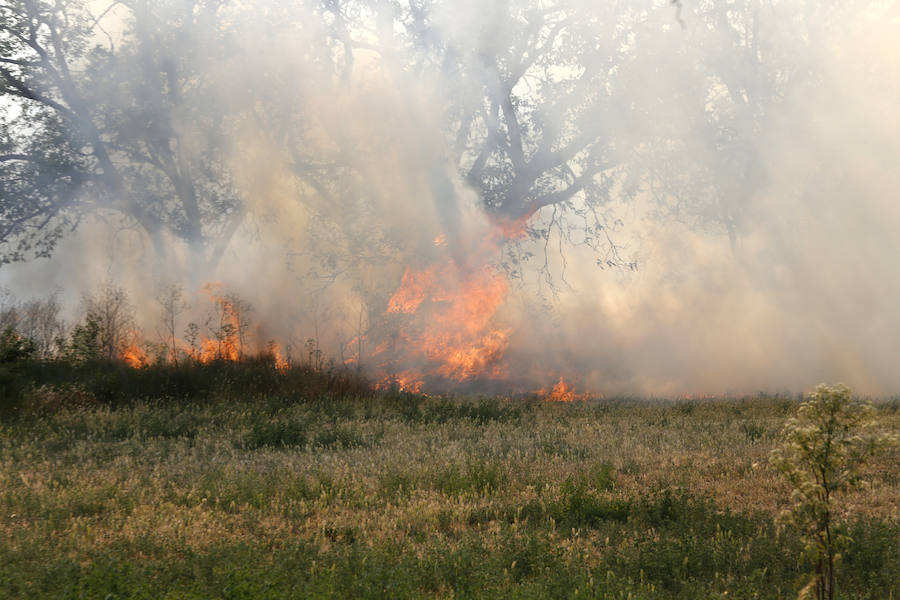 Fotos: Nuevo incendio por pelusas en la darsena del canal