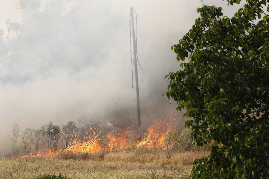 Fotos: Nuevo incendio por pelusas en la darsena del canal