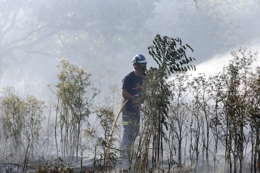 Fotos: Nuevo incendio por pelusas en la darsena del canal
