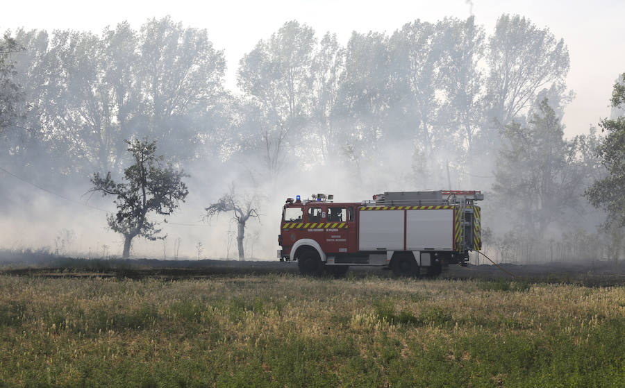 Fotos: Nuevo incendio por pelusas en la darsena del canal