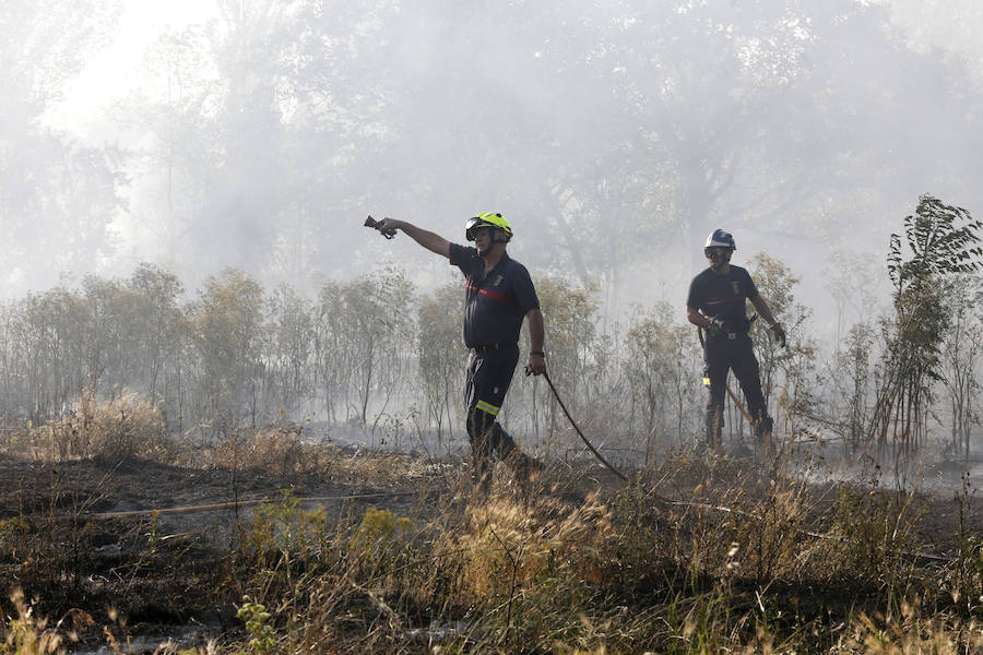 Fotos: Nuevo incendio por pelusas en la darsena del canal