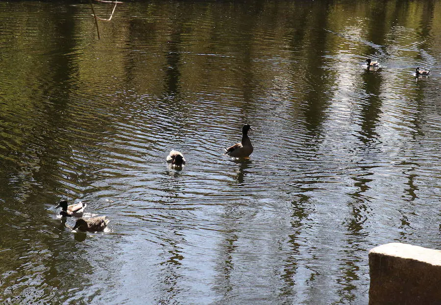 Patos en un río. 