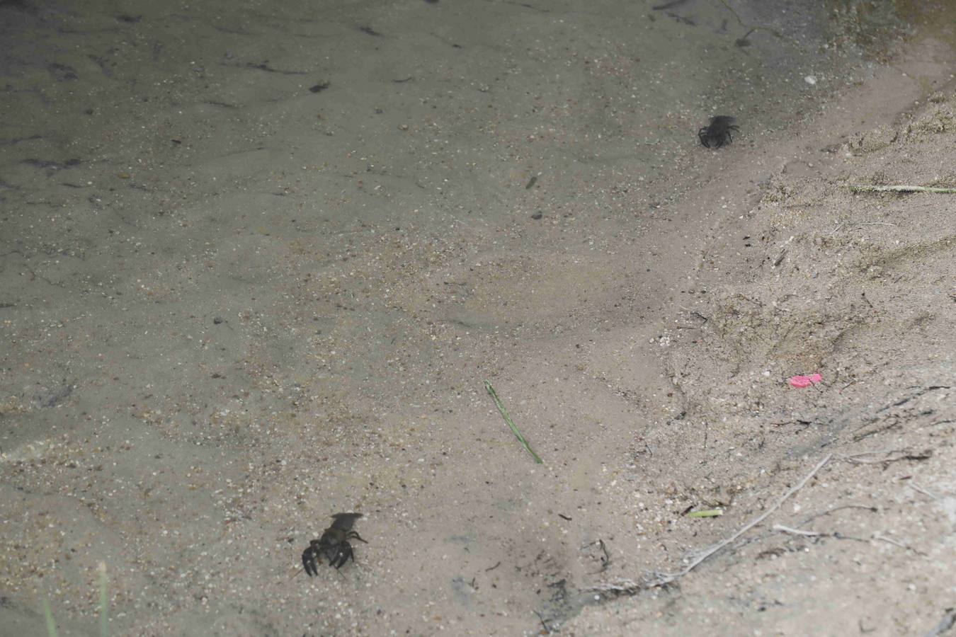 Los efectos del calor de los días pasados podrían estar detrás de la alta mortandad