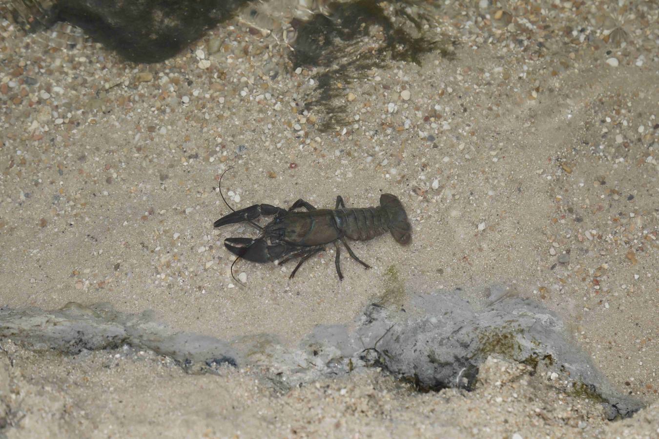 Los efectos del calor de los días pasados podrían estar detrás de la alta mortandad