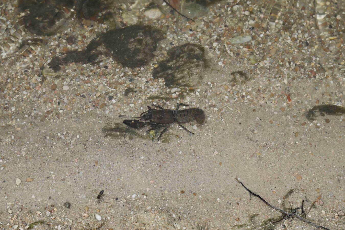 Los efectos del calor de los días pasados podrían estar detrás de la alta mortandad