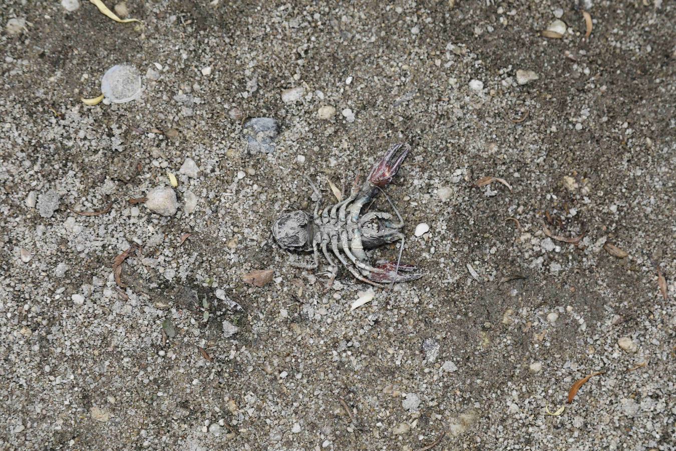 Los efectos del calor de los días pasados podrían estar detrás de la alta mortandad