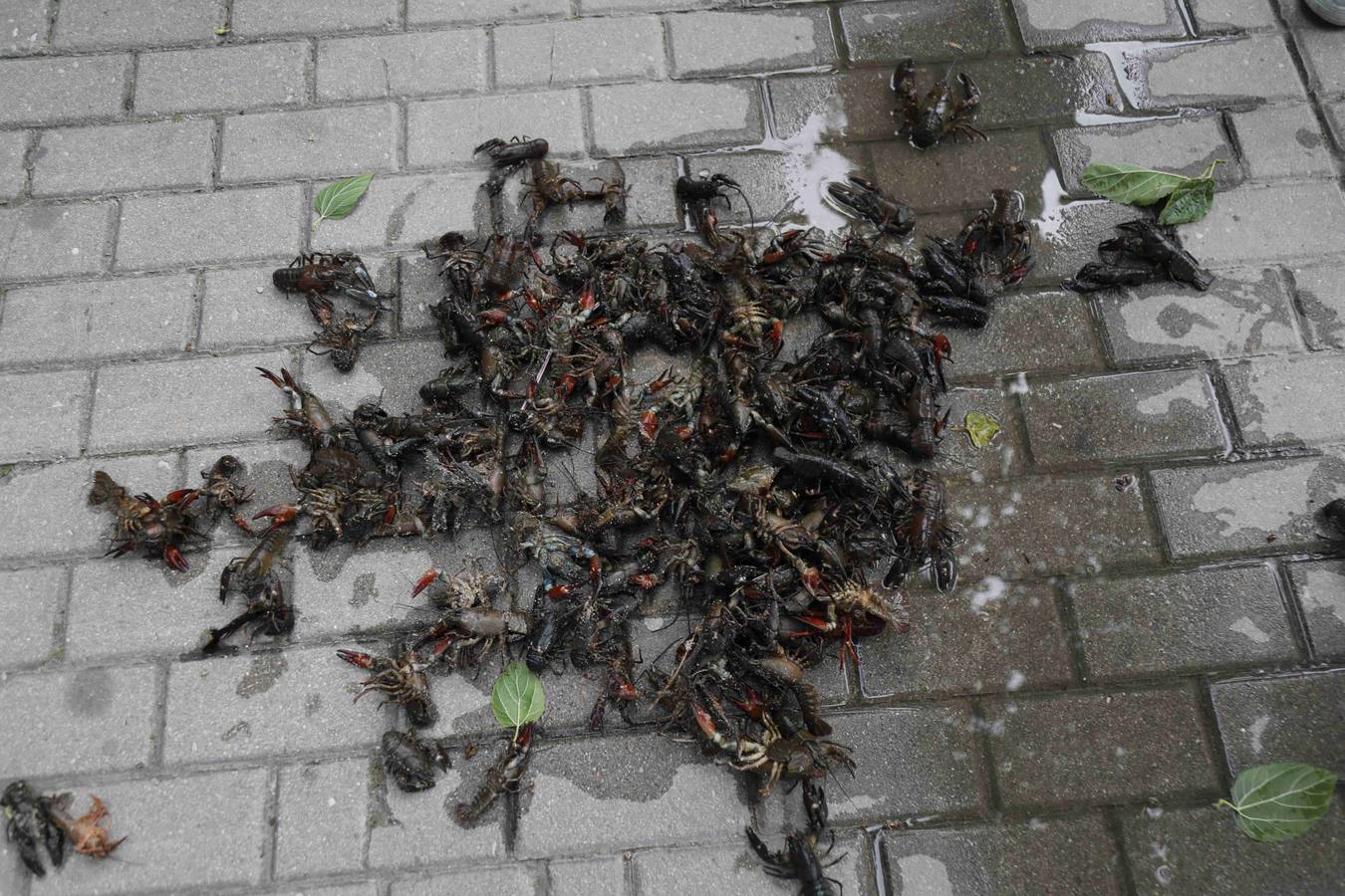 Los efectos del calor de los días pasados podrían estar detrás de la alta mortandad