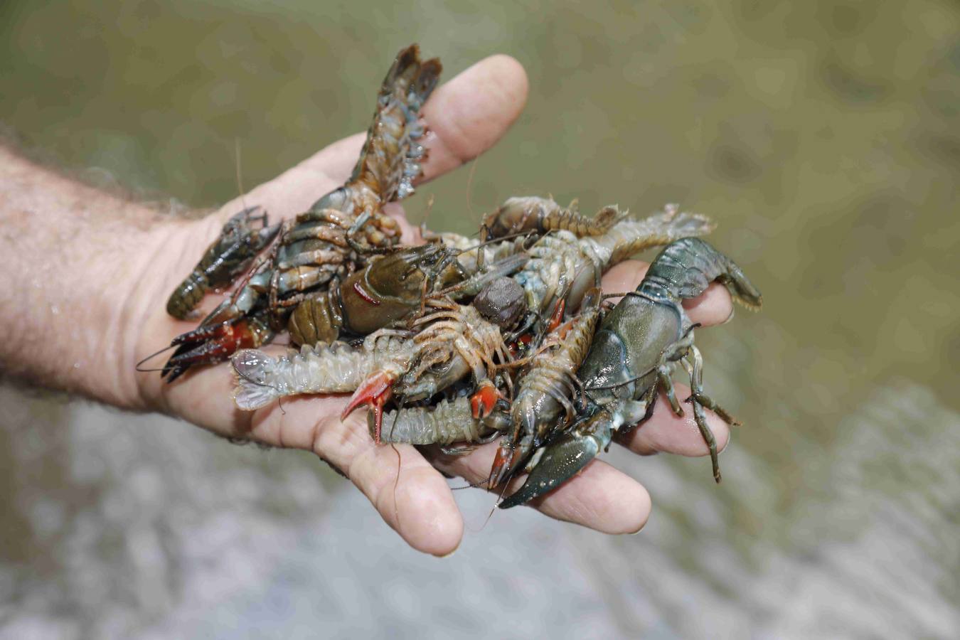 Los efectos del calor de los días pasados podrían estar detrás de la alta mortandad