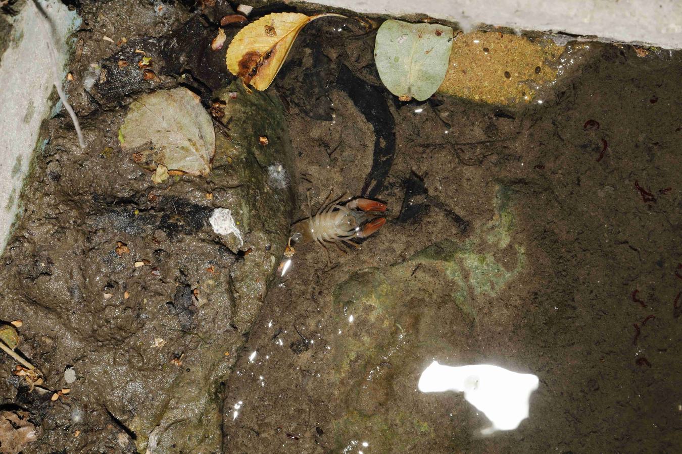 Los efectos del calor de los días pasados podrían estar detrás de la alta mortandad