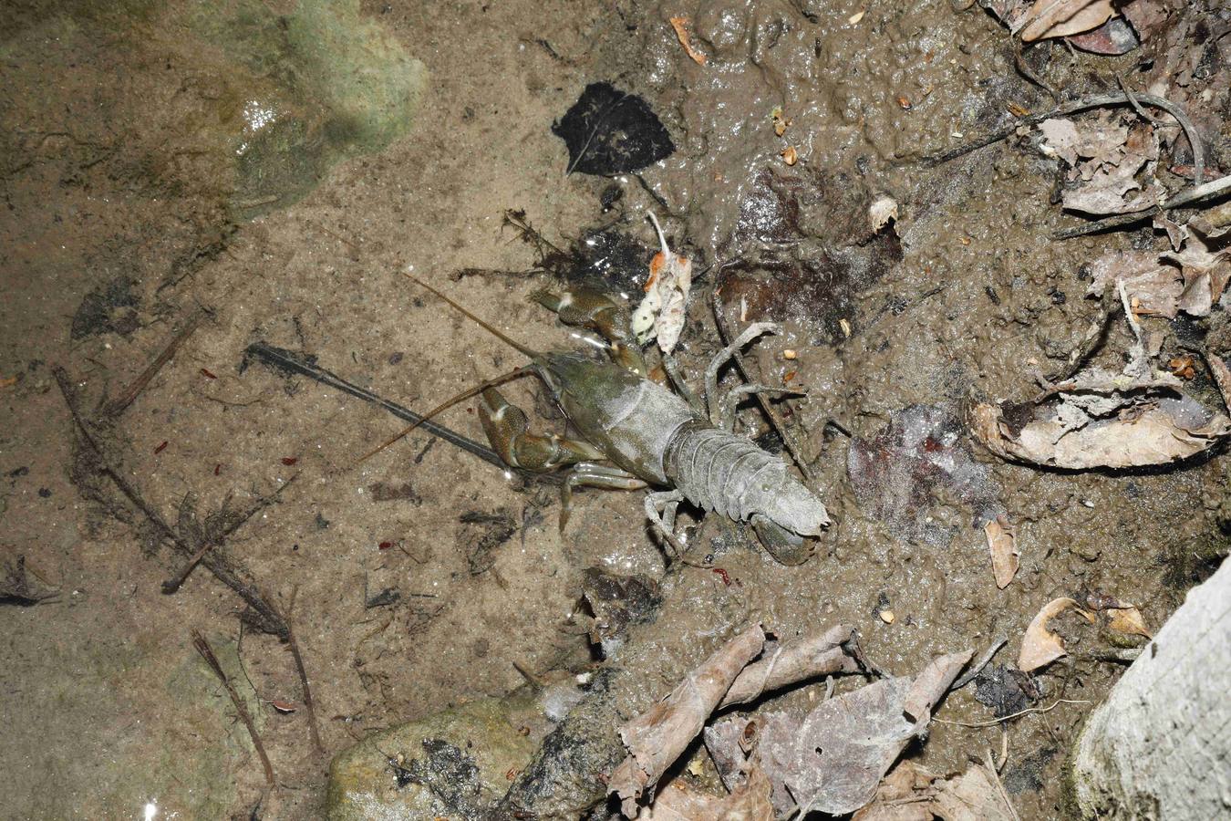 Los efectos del calor de los días pasados podrían estar detrás de la alta mortandad