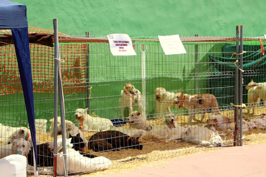 Fotos: Feria de Caza y Pesaca en Villaviudas