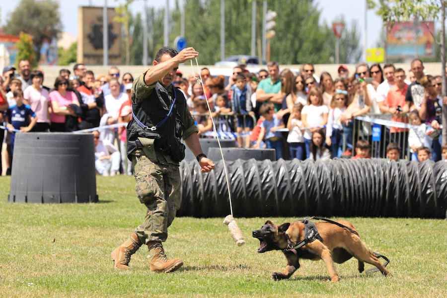 Fotos: Exhibición militar en Salamanca en el día de las Fuerzas Armadas (1/2)