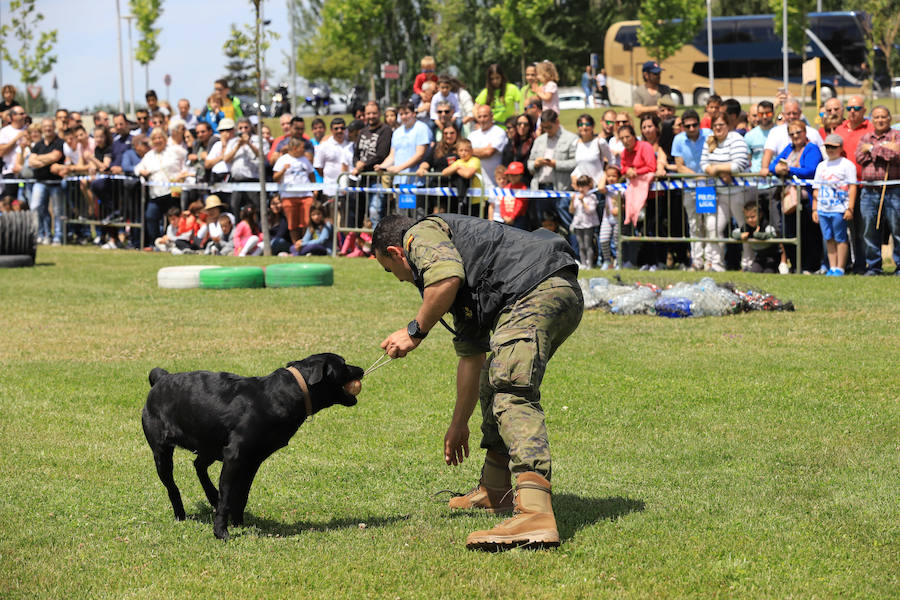 Fotos: Exhibición militar en Salamanca en el día de las Fuerzas Armadas (1/2)