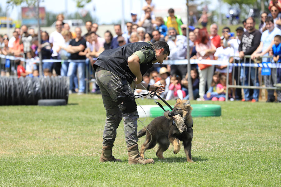 Fotos: Exhibición militar en Salamanca en el día de las Fuerzas Armadas (1/2)