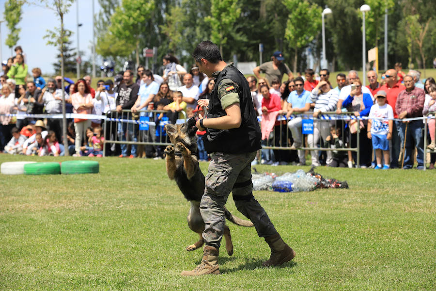 Fotos: Exhibición militar en Salamanca en el día de las Fuerzas Armadas (1/2)