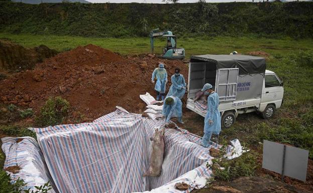 Veterinarios entierran cerdos infectados por la peste porcina africana en Vietnam.