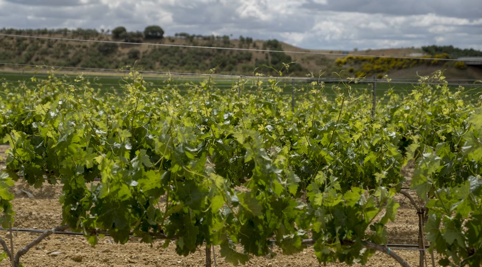 Fotos: Los colores del campo