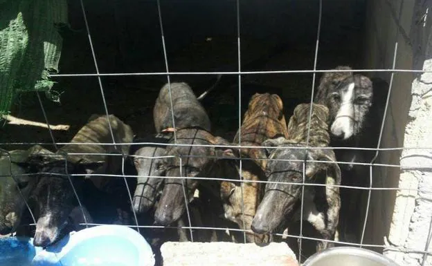 Galgos hacinados en una perrera de Valladolid. 