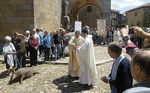 La Alberca acoge mañana la bendición del marrano de San Antón.