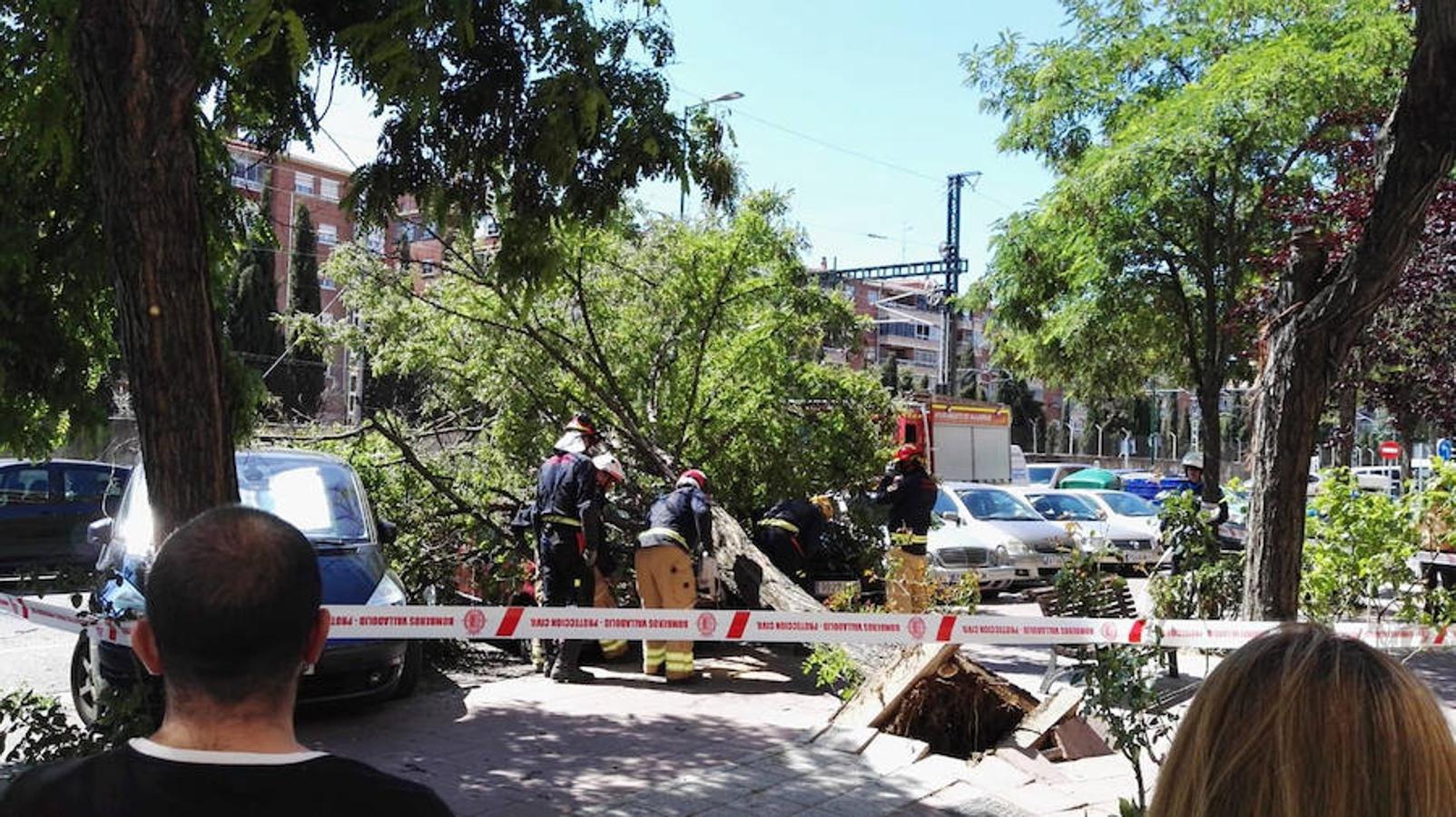 Un árbol cae sobre dos coches en la calle de la Vía de Valladolid