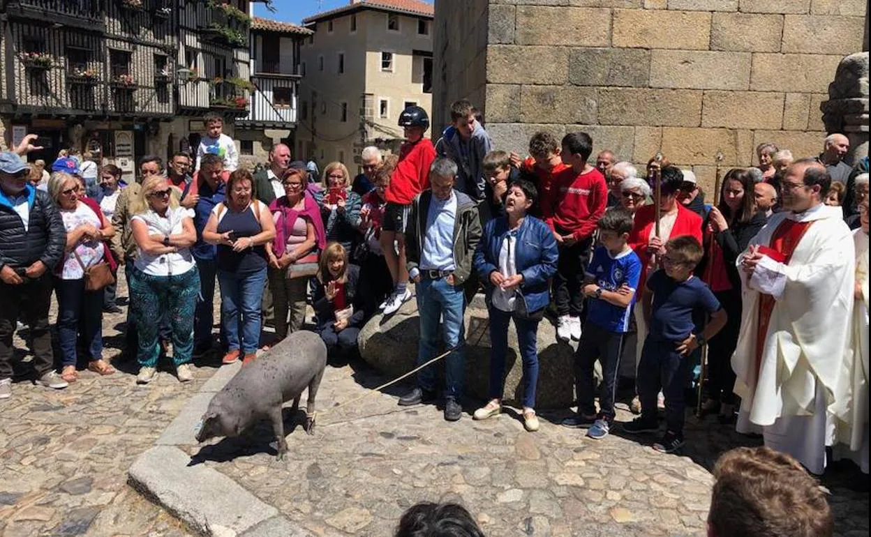 Numerosas personas se congregaron en la tradición bendición del marrano de San Antón. 