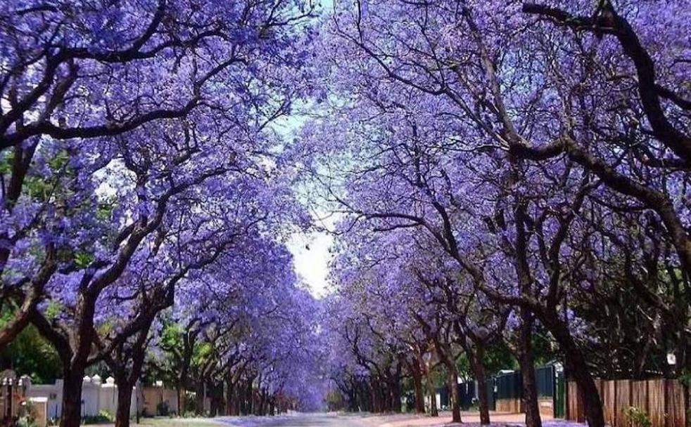 La 'Paulownia' fue introducida en Europa en el siglo XIX como árbol ornamental por la belleza de sus flores.