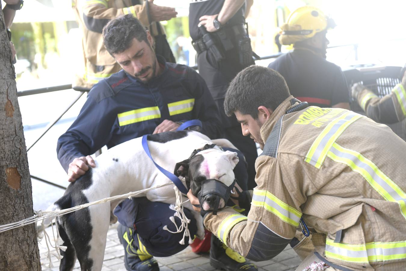 Fotos: Retiran a un perro de su dueño por no tener los permisos adecuados