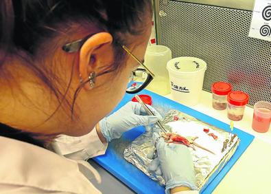 Imagen secundaria 1 - En la primera foto, el CIC que cuenat con una plantilla formada por 250 profesionales. En segundo lugar, una investigadora del CIC analiza una muestra. Por último, ratones utilizados en los experimentos. 