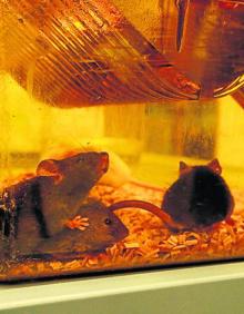 Imagen secundaria 2 - En la primera foto, el CIC que cuenat con una plantilla formada por 250 profesionales. En segundo lugar, una investigadora del CIC analiza una muestra. Por último, ratones utilizados en los experimentos. 