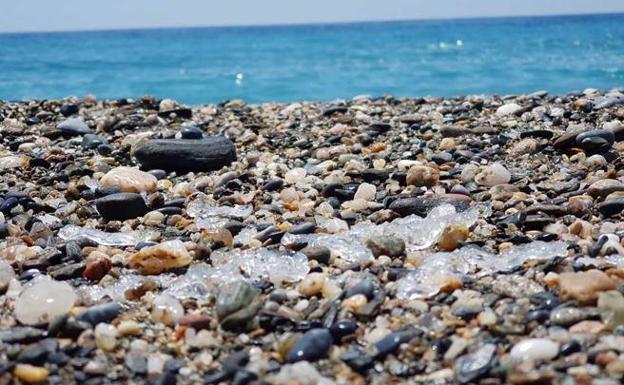 los restos de salpas en una playa del Mediterráneo. 
