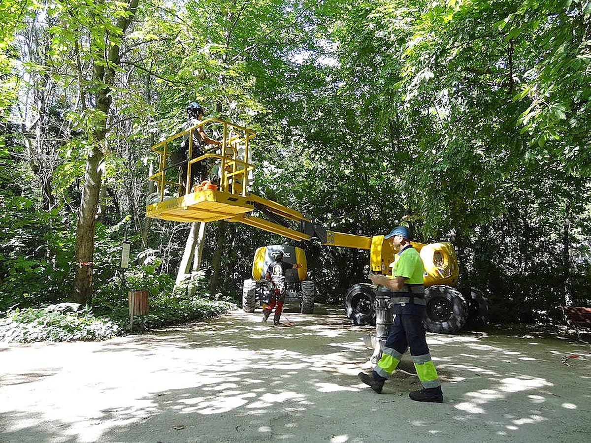 Fotos: Trabajos de acondicionamiento del arbolado del Campo Grande de Valladolid