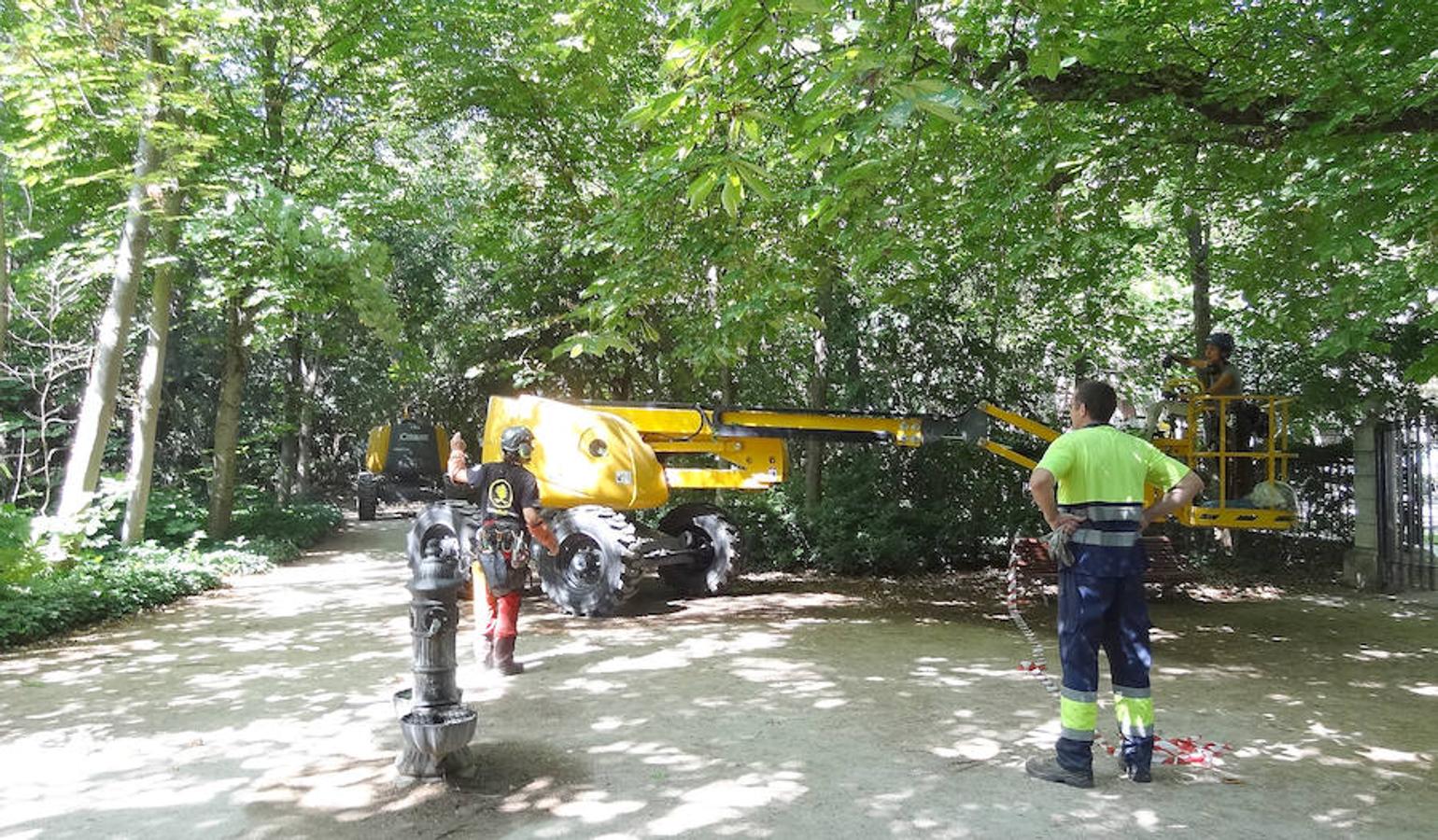 Fotos: Trabajos de acondicionamiento del arbolado del Campo Grande de Valladolid