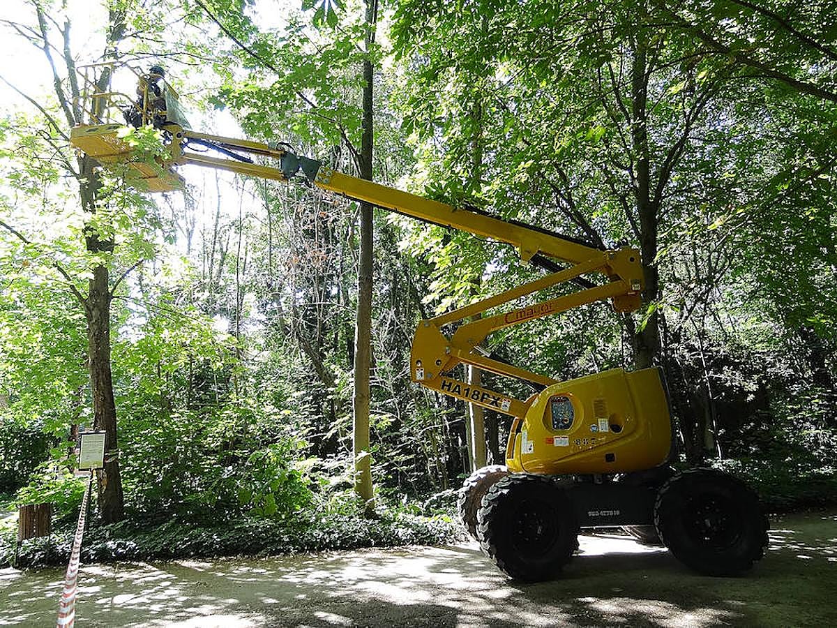 Fotos: Trabajos de acondicionamiento del arbolado del Campo Grande de Valladolid