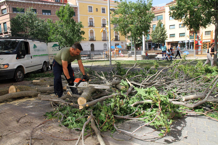 Fotos: Efectos del vendaval en Segovia y Torrecaballeros