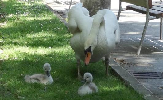 Las crías, en la pérgola. 