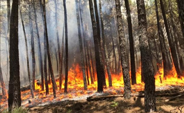 Incendio en Gavilanes (Ávila).