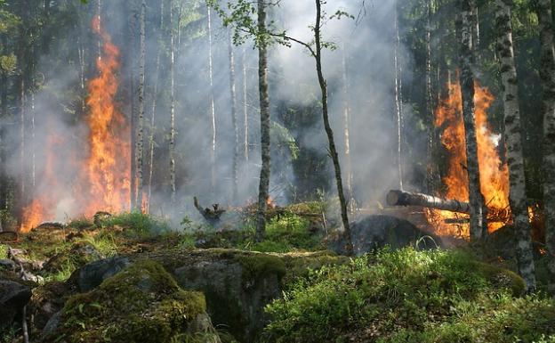 Incendio en un bosque de pinos 