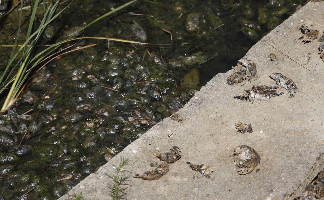 Plaga de topillos en la zona del Río Valdeginate, en la provincia de Palencia. 