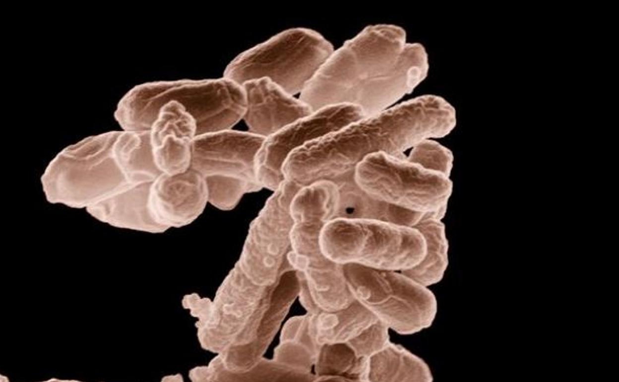 Bacteria escherichia coli.