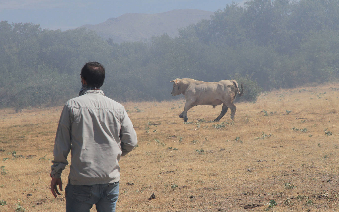 Fotos: Incendio en Trescasas (y 2)