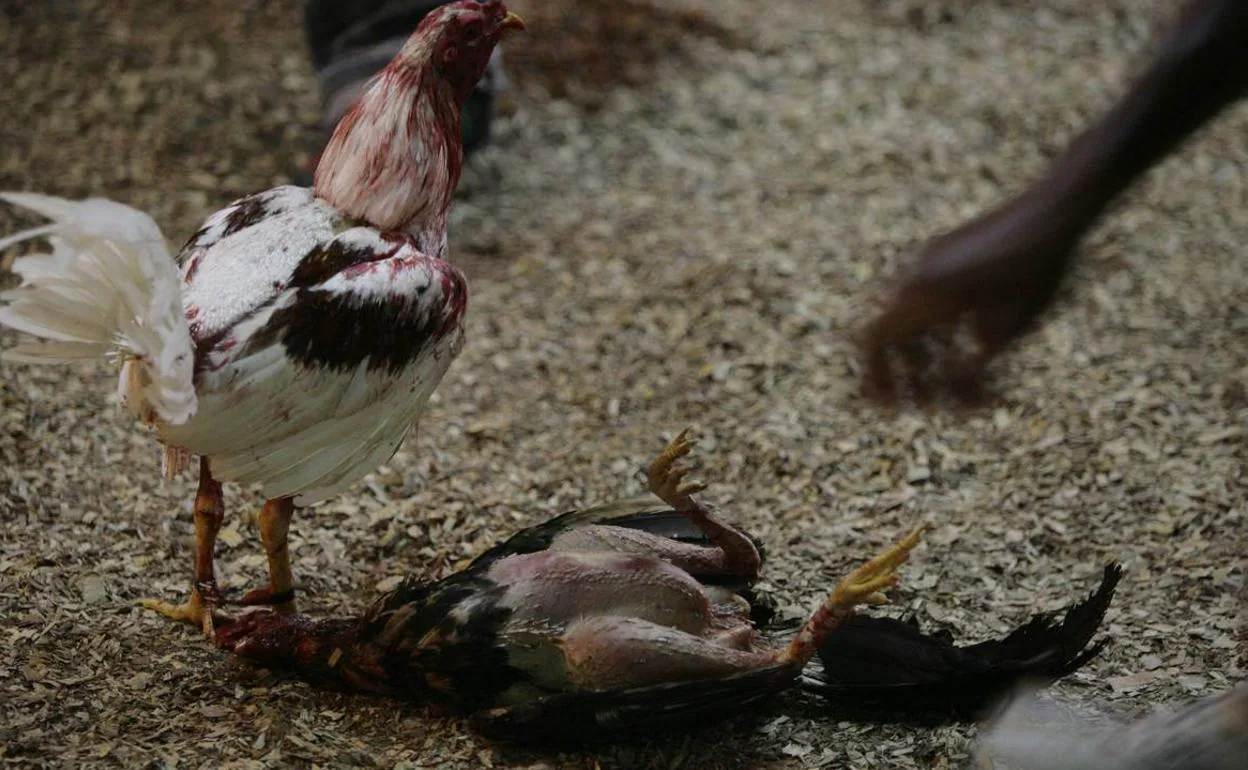 Veinte identificados cuando entrenaban a gallos de pelea en plena calle de Las Flores