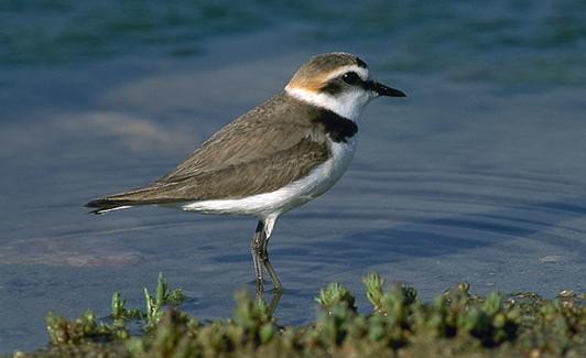 El chortilejo patinegro habita en las costas.
