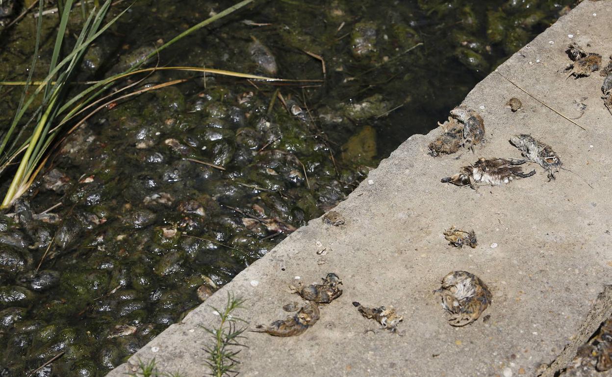 Topillos ahogados en las aguas del río Valdeginate a su paso por Baquerín de Campos. 