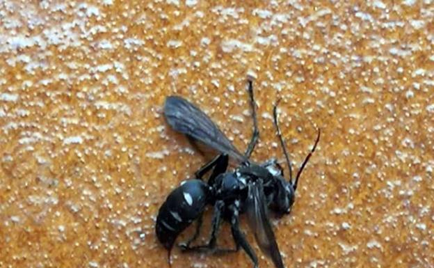 El ejemplar de avispa negra hallado en el barrio de Nueva Segovia. 