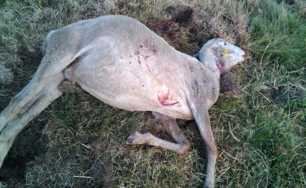 Los lobos matan seis ovejas en Serranillos (Ávila)