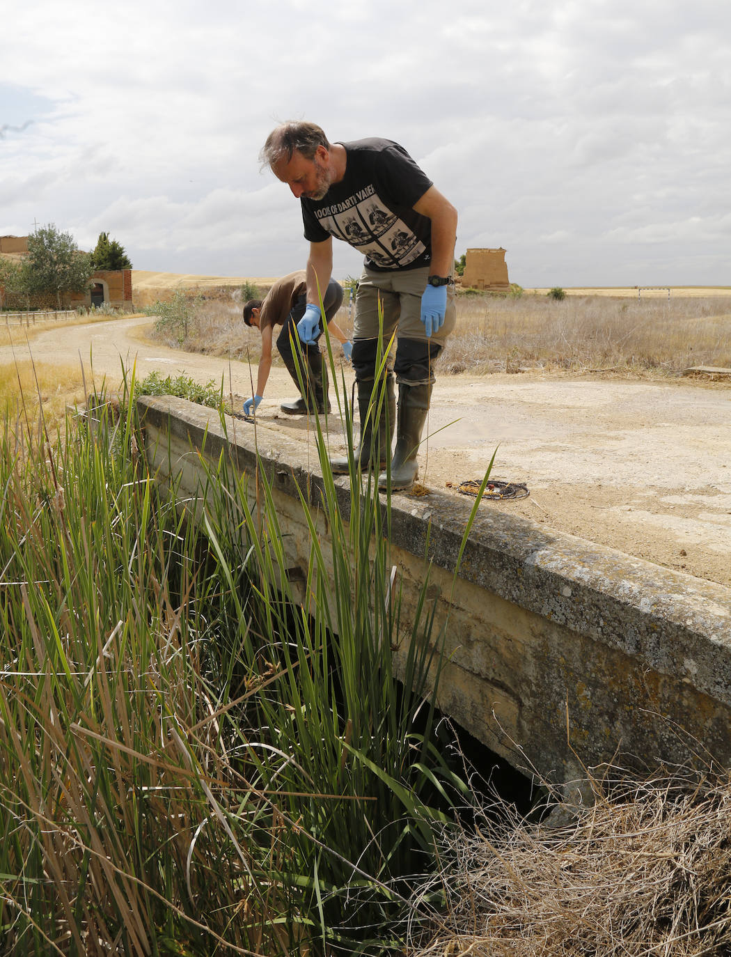 Fotos: Investigadores del Csic estudian la plaga de topillos en tierra de campos ( Palencia )